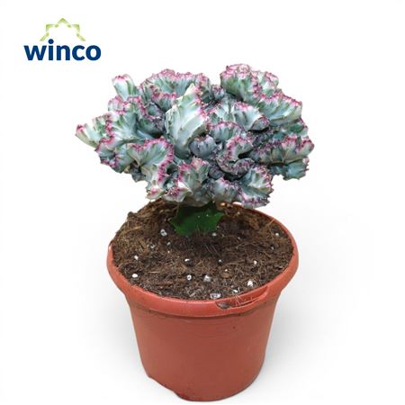 Euphorbia Lactea Variagata Cristata