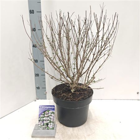 Caryopteris Stephi