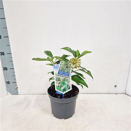 Hedera Colchica Fall Favourite