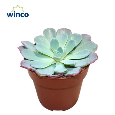 Echeveria Laulensis
