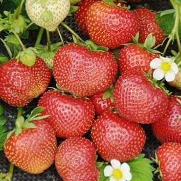 Земляника Сударушка