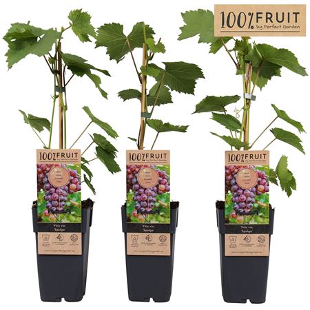 Vitis Vin Spulga
