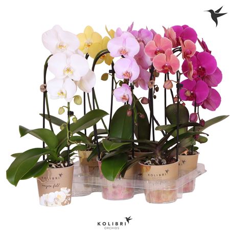 Phal 1st Cascade Mix 8+ (ok)