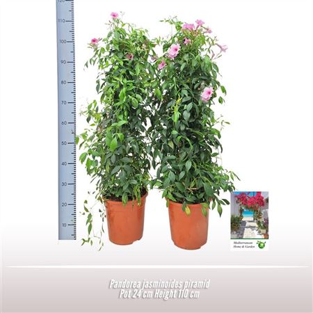 Pandorea Jasminoides Pyramid