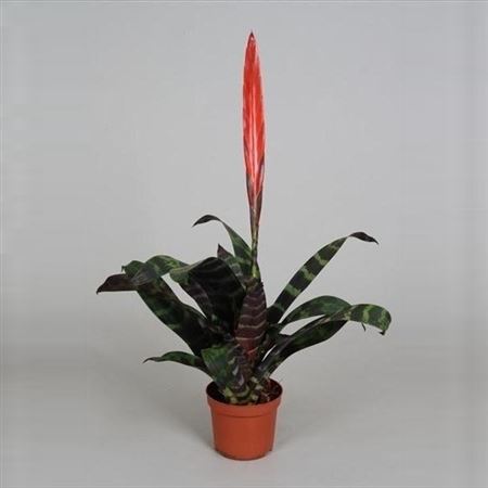 Vriesea Splenriet