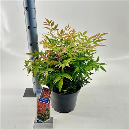 Nandina Dom Gulfstream