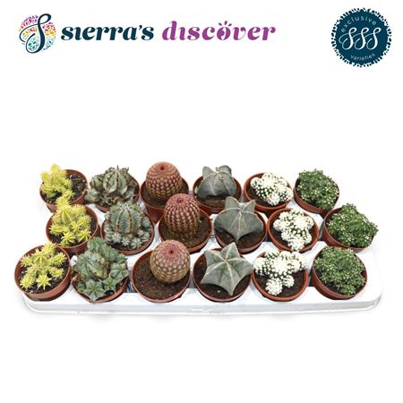 Cactus Mix Bilbao (sierras)