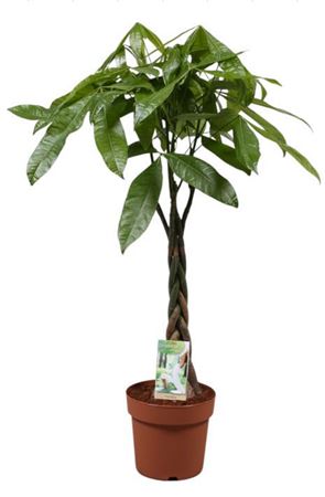 Pachira Aquatiqa Twisted Stem