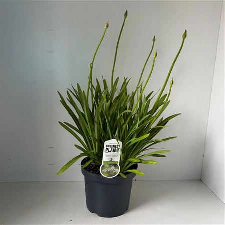 Agapanthus Leicester