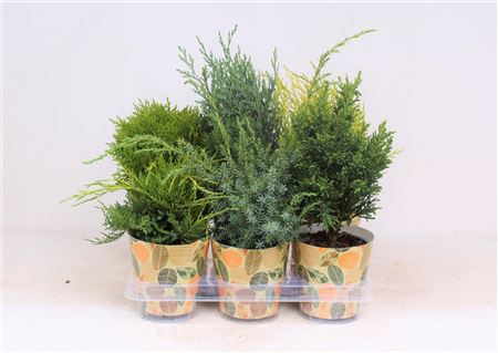 Coniferen Mix In Smartcup Autumn