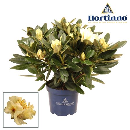 Rhododendron Hortinno Garden Yellow Groen 50 - 60