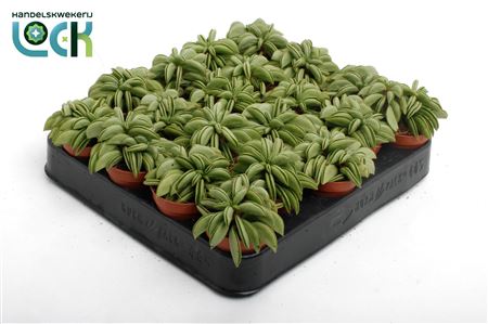 Peperomia Happy Bean Tanz