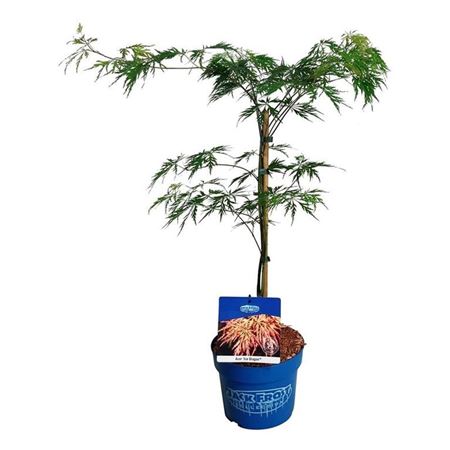 Acer Ice Dragon