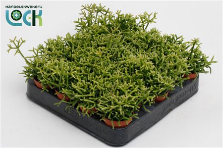 Rhipsalis Heteroclada