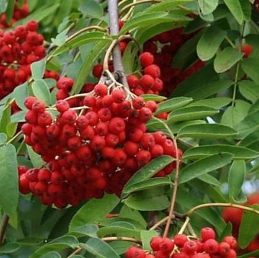 Рябина обыкновенная Красная Крупная штамб