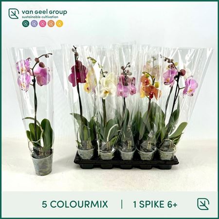 Phal 1st Mix 6+ (van Geel)