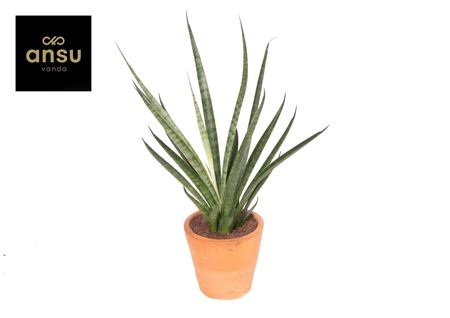 Sansevieria Comet Kichaka Terracotta