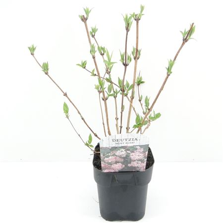 Deutzia Hybr Mont Rose