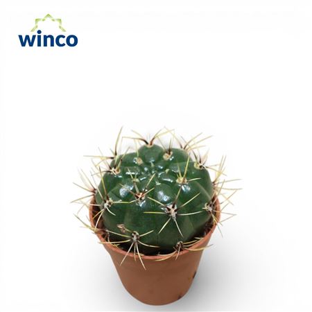 Gymnocalycium Multiflorum