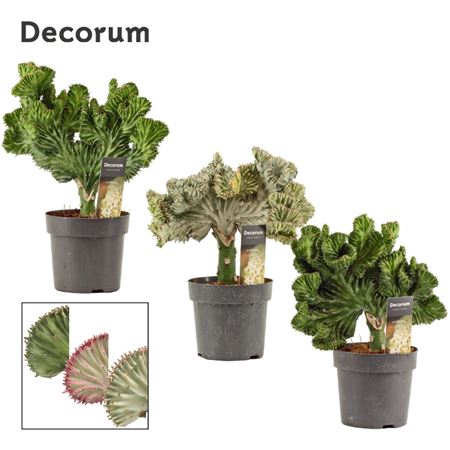 Euphorbia Lactea (decorum)