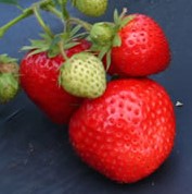 Земляника Галя Чив