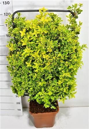Euonymus Jap Aureus
