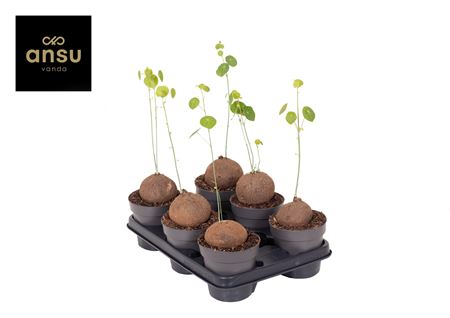 Stephania Erecta Xl