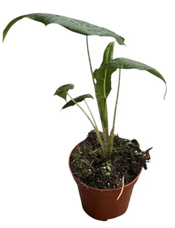 Alocasia Portei Zebra
