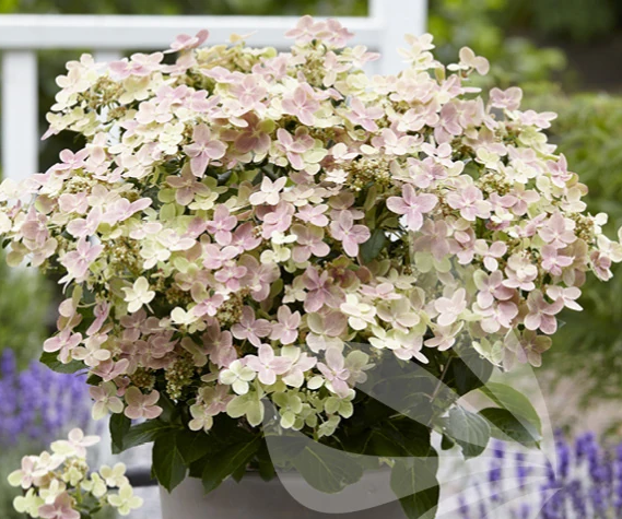 Гортензия метельчатая Полестар