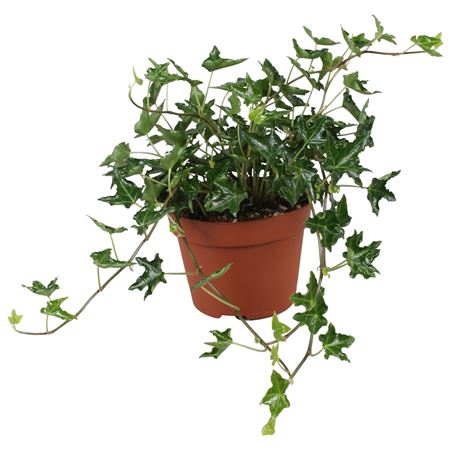 Hedera Helix Ivalace