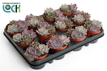 Echeveria Trio