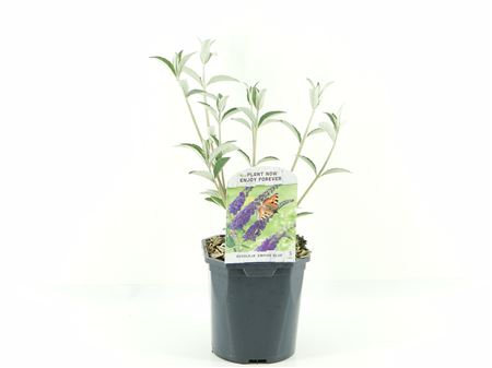 Buddleja Dav Empire Blue