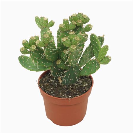 Opuntia Quitensis