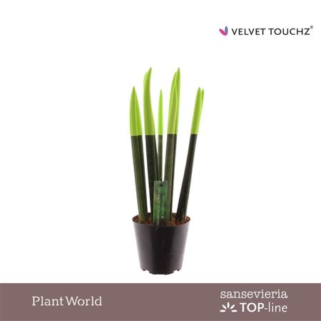Sansevieria Velvet Touchz Green