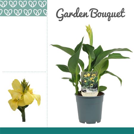 Canna Yellow
