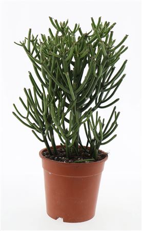 Euphorbia Tirucalli