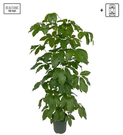 Schefflera Amate Toef