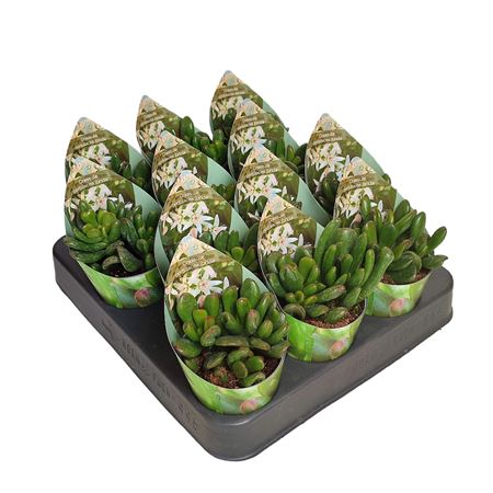 Crassula Portulacea Ibrida With Potcover