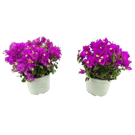 Bougainvillea Sanderiana