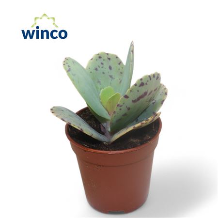 Kalanchoe Marmorata (tiger)