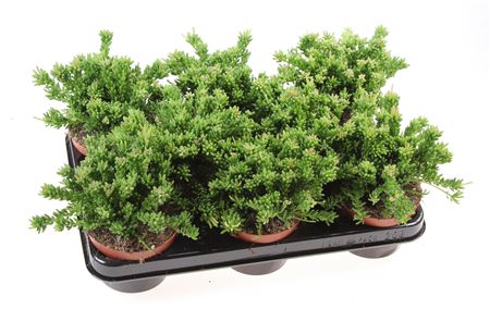 Rhipsalis Mesembryanthemoides
