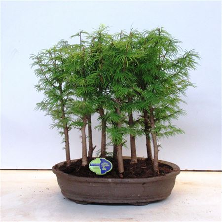 Bonsai Pseudolarix Amabillis, Forest