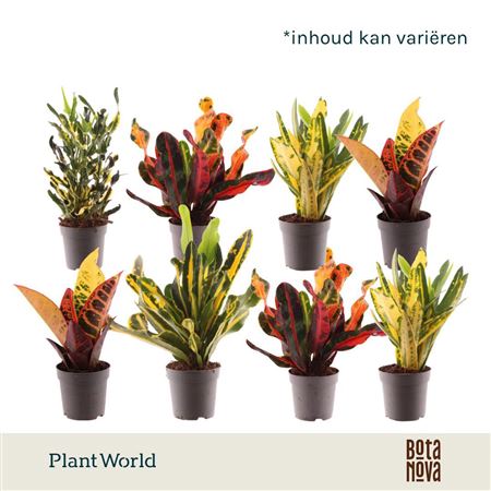 Codiaeum Head (decorum)