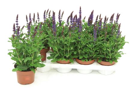 Salvia Deep Blue