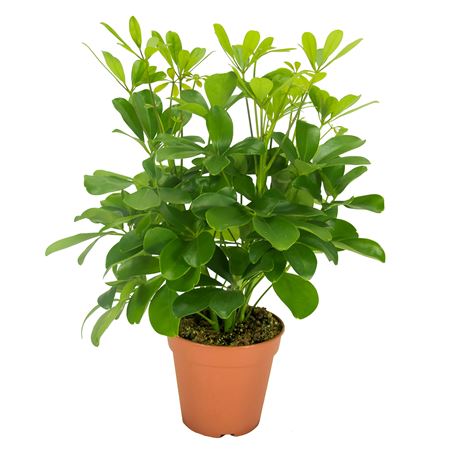 Schefflera Nora Branched