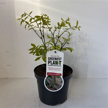Euonymus Alatus Compactus