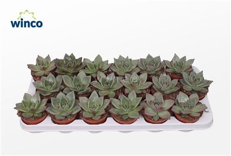 Echeveria Sirius