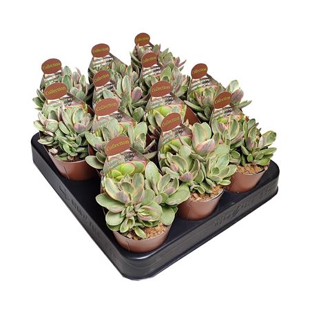 Crassula Money Maker Variegata Potcover
