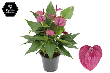 Anthurium 12 Treasury In Transparant Sleeve
