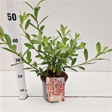 Salix Chaenomeloides Mount Aso